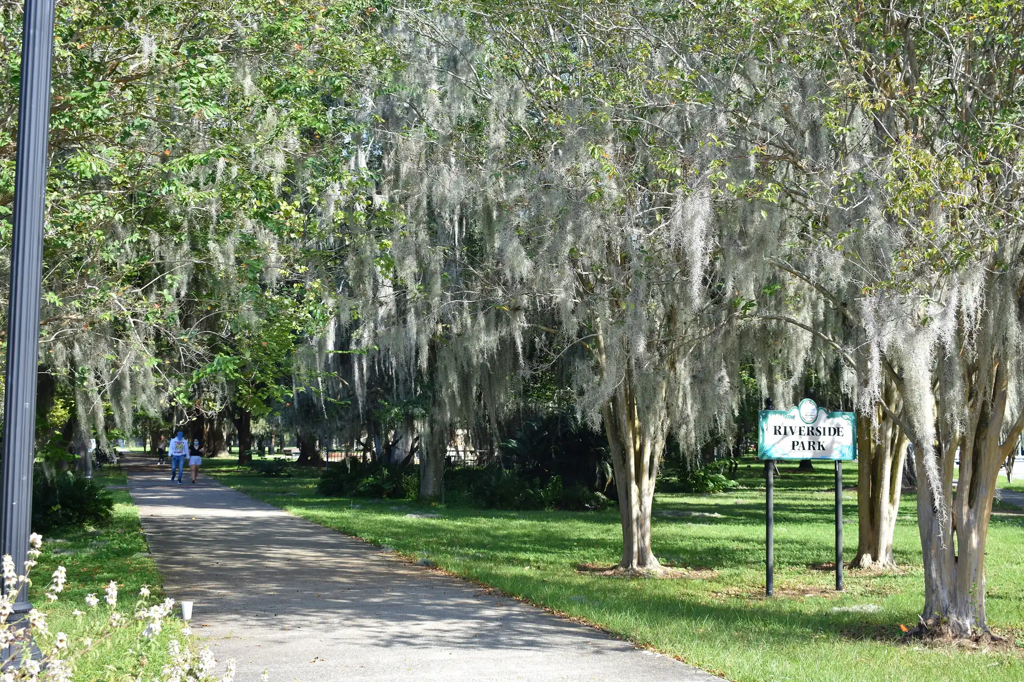 A shaded path in Jacksonville's Riverside Park beneath live oaks draped with Spanish moss